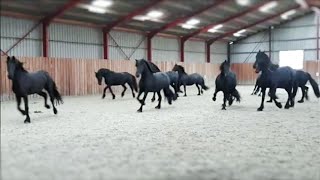 10 frisky Friesian horses [upl. by Mikihisa]