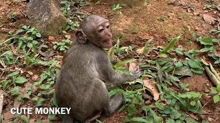 Poor Julina monkey cry so loudly that mom not breastfeeding Mark king of monkey fighting her also [upl. by Syah]