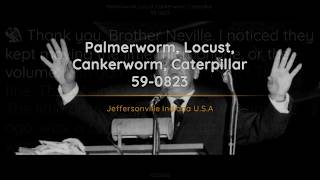 590823 Palmerworm Locust Cankerworm Caterpillar  William Branham [upl. by Elwina]