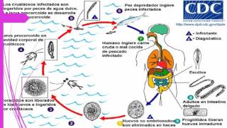 Diphyllobothrium latum [upl. by Azilef]