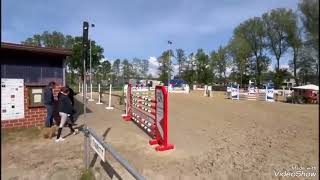 Show jumping prospect for sale in Germany Zangersheide gelding 2020 by Balou Star  Chin Chin [upl. by Mackie]