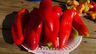 ⟹ Cubanelle Pepper  Capsicum annuum  Pod Review [upl. by Aradnahc]