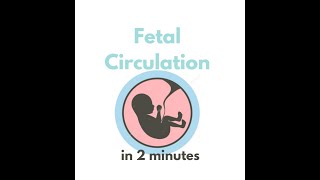 Fetal circulation in 2 mins [upl. by Odlaumor]