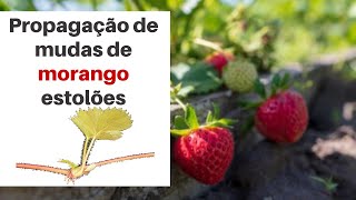 Como propagar mudas de morango através de estolãoestolho mergulhia [upl. by Annovaj]