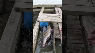 Big Fish Catch From River bigfish Fish Fishing fishinglife [upl. by Sevart]