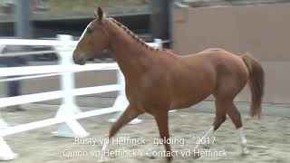 Rusty Quinn vd Heffinck x Contact vd Heffinck gelding °2017 Belgian Horse Trading [upl. by Richella542]