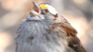 White throated sparrow bird song  call  sounds [upl. by Garik]