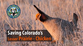 Saving Colorados Lesser Prairie  Chicken [upl. by Ardnaeed993]