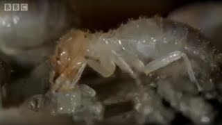 Termite World  Life In The Undergrowth  BBC [upl. by Chapel]