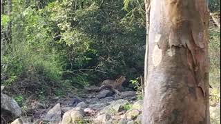 sathyamangalam tiger reserve forest leopard 🐆 [upl. by Puritan]