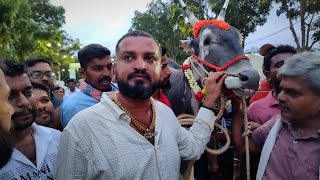 Hallikar Odeya Varthur santhosh at GKVK Krushi Mela 2024 with Stud Bull Ekalavya [upl. by Anoiek]