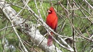 Cardinal mating calls 2 6 2021 [upl. by Ppilihp566]