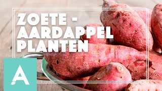 Zoete aardappel planten  Grow Cook Eat 21 [upl. by Elfie235]