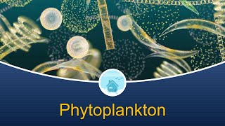 Marine Biology at Home 4 Phytoplankton [upl. by Kessler16]