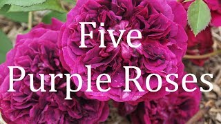 Five Purple Roses [upl. by Engud]