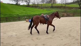 Cavallo in vendita  Splendida puledra spagnola in vendita  Vidéo 3  equirodiit [upl. by Garrott]