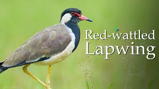 Red Wattled Lapwing Sound Vanellus indicus Nature Sounds [upl. by Tansey990]