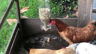 COMO FAZER COMEDOURO AUTOMATICO COM GARRAFA PET PARA GALINHAS  TUTORIAL AUTOMATIC BIRD FEEDER [upl. by Savil677]