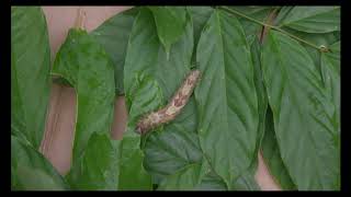 Life Cycle of the Blue Morpho Butterfly [upl. by Lihkin790]