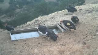 California condors on Tejon Ranch [upl. by Worden662]