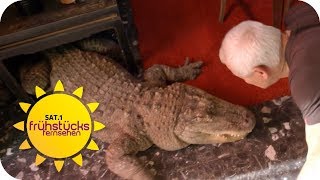 Zusammenleben mit 400 exotischen Reptilien Wie gefährlich ist das  SAT1 Frühstücksfernsehen  TV [upl. by Sybila]