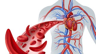 Explanation of BEMER Therapy amp How Heart Circulatory System Works [upl. by Trever]