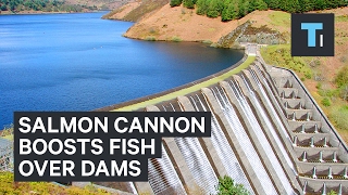 Salmon Cannon gives fish a boost over dams [upl. by Calan]