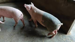 landrace mix breed piglet [upl. by Amelie]