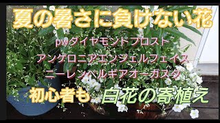 【庭DIY】夏の暑さに負けない花育て方pwユーフォルビアダイヤモンドフロスト、アンゲロニア、初心者も育てられます。白花の寄植え [upl. by Georgette]