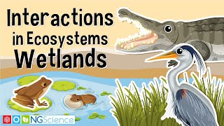 Interactions in Ecosystems – Wetlands [upl. by Cyndie]