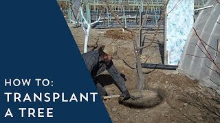 How to Transplant a Tree [upl. by Ecidnak]