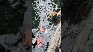 These Colorful Fish in the pond are so relaxing to the eyes  Gaylord Palms Resort Orlando Hotel [upl. by Zelig]