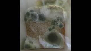 Mouldy bread timelapse [upl. by Thurstan]