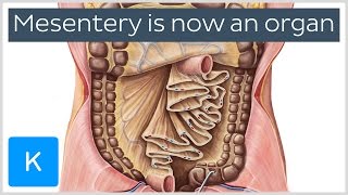 New Organ classified in the Human Body  Medical News  Kenhub [upl. by Jun975]