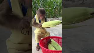 WOW  CUTIS preparing new food cutis monkey shortvideo [upl. by Erialcyram746]