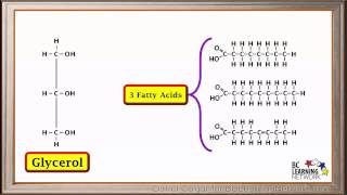 WCLN  Synthesis and hydrolysis of fats  Biology [upl. by Riaj819]