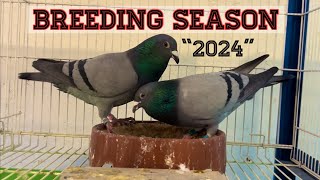 quot2024quot Pairing up the racing pigeons [upl. by Tris]