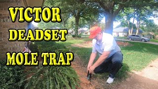 Victor Deadset Mole Trap Catching a Mole [upl. by Torrell]