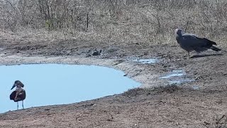 Hamerkop and African harrierhawk at Djuma Waterhole [upl. by Sollars]