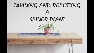 Spider Plant Separation [upl. by Ard]