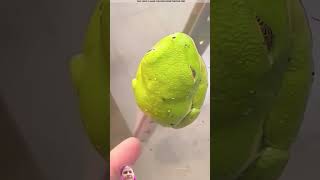 frog amazingfacts animals story factsinhindi viralvideo facts 😱👍🏻 [upl. by Suhail]