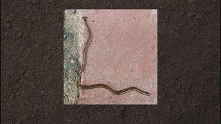 Heres how to deal with toxic hammerhead flatworms in your yard [upl. by Andri]