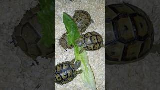 Greek beautiful tortoises  petasmr [upl. by Nadirehs16]