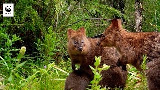 Tiny Quokka Joey Discovered on Sensor Camera  WWFAustralia [upl. by Krisha593]