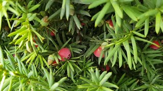 Yew tree  Poisonous Plant [upl. by Yevrah]