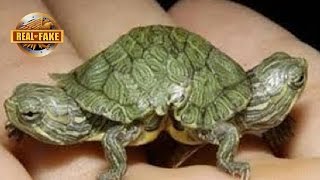 TURTLE With Two Heads Real or Fake [upl. by Enilauqcaj]