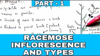 Racemose inflorescence and types  PART  1   Morphology of flowering plants  Bio science [upl. by Larimer575]