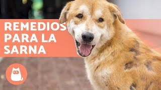 12 REMEDIOS CASEROS para la SARNA en PERROS 🐶✅ [upl. by Prinz577]