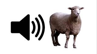 Sheep  Sound Effect  ProSounds [upl. by Leandre498]