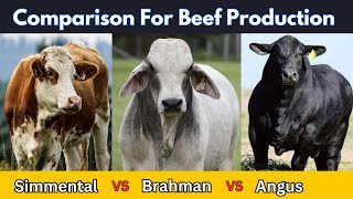 Angus vs Simmental vs Brahman for Meat Production [upl. by Trey]